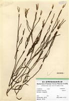 藏品(銳葉石松)的圖片